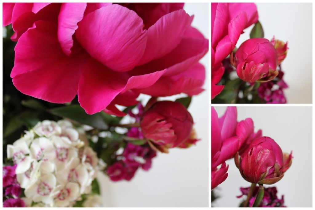 peonies and pink