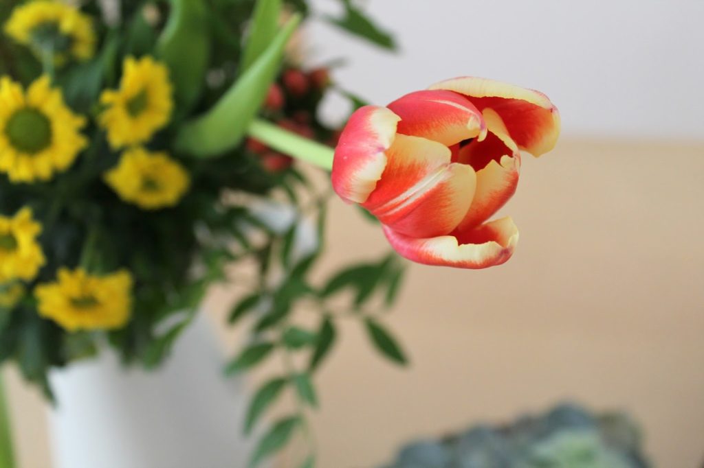 tulips halfopen spring