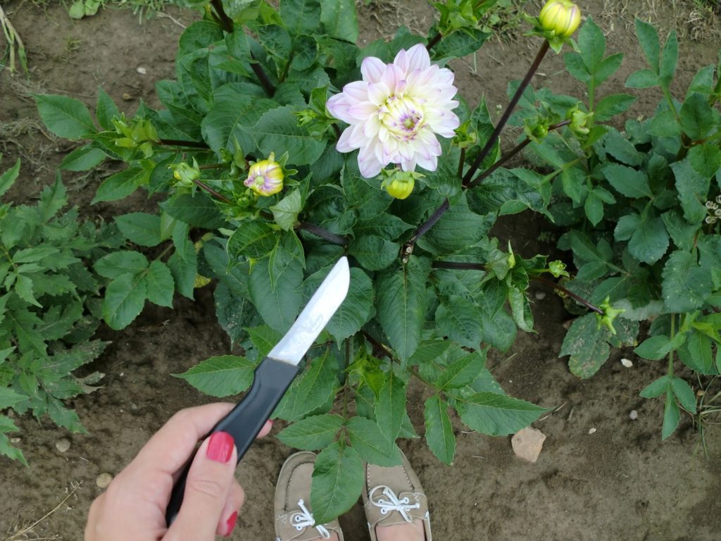Blumenfeld zum Selberpflücken Dahlien Messer
