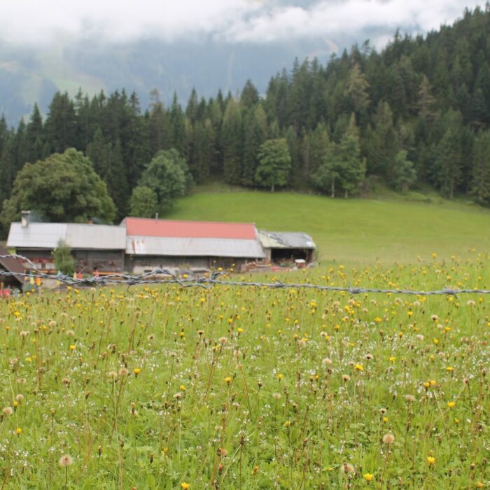 Nr. 12 von 20 Dingen, die ich diesen Sommer machen möchte: Mit dem Neuen flambierten Kaiserschmarrn auf der Halseralm essen und ein Zwischenstand der Summer-Bucket-List zur Halbzeit