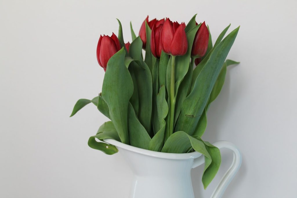 Rote Tulpen in weisser Milchkanne