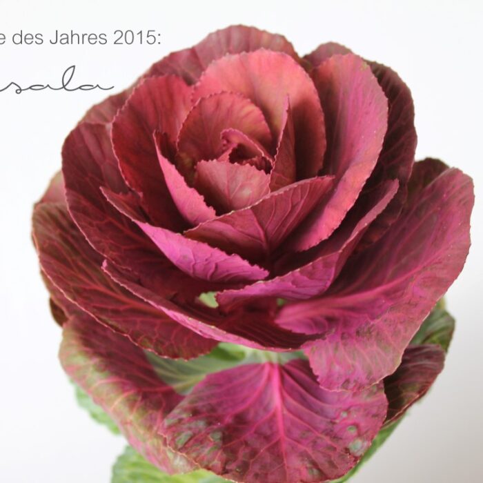 Pantone Trendfarbe des Jahres 2015: Marsala