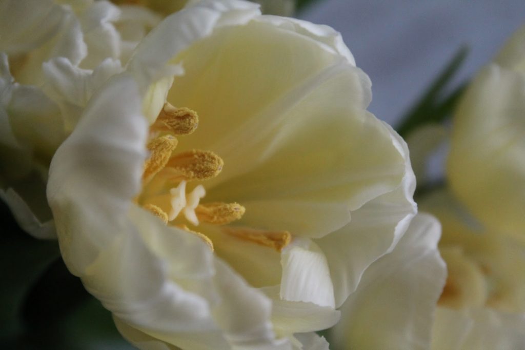 Tulpenliebe
