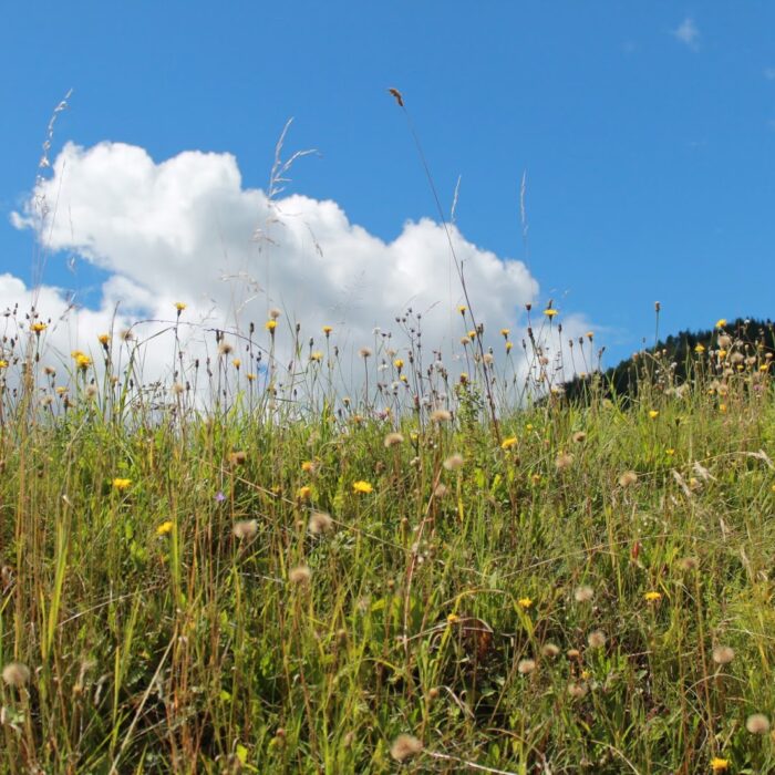 Oh du schöne Steiermark – eine digitale Postkarte von unserer Ankunft Schladming und der urigen Halseralm.