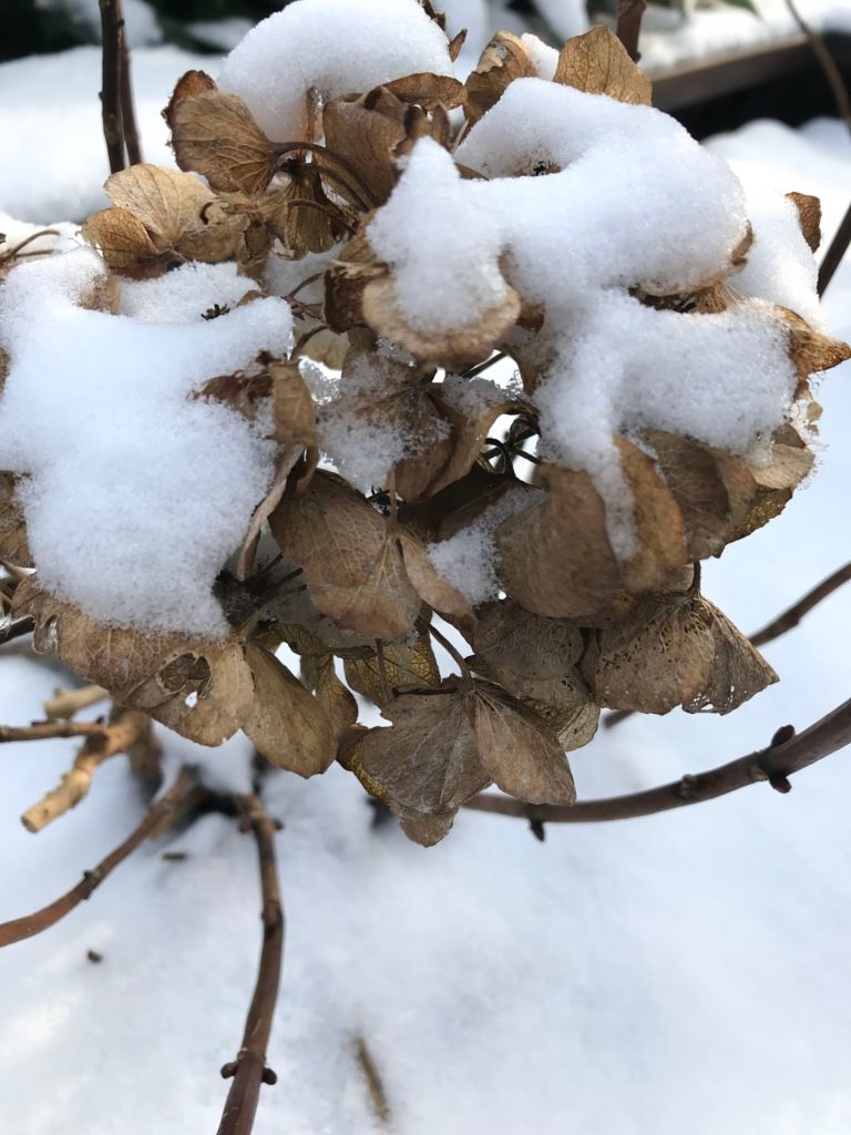 Schnee im Garten Hortensien im Winter 