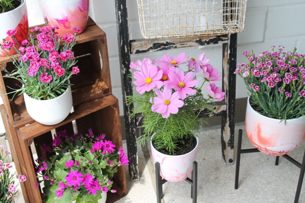 Sommerbepflanzung Garten Cosmea Gartennelken Pretty Pink DIY Anleitung Blumentoepfe marmorieren mit Nagellack Jules kleines Freudenhaus