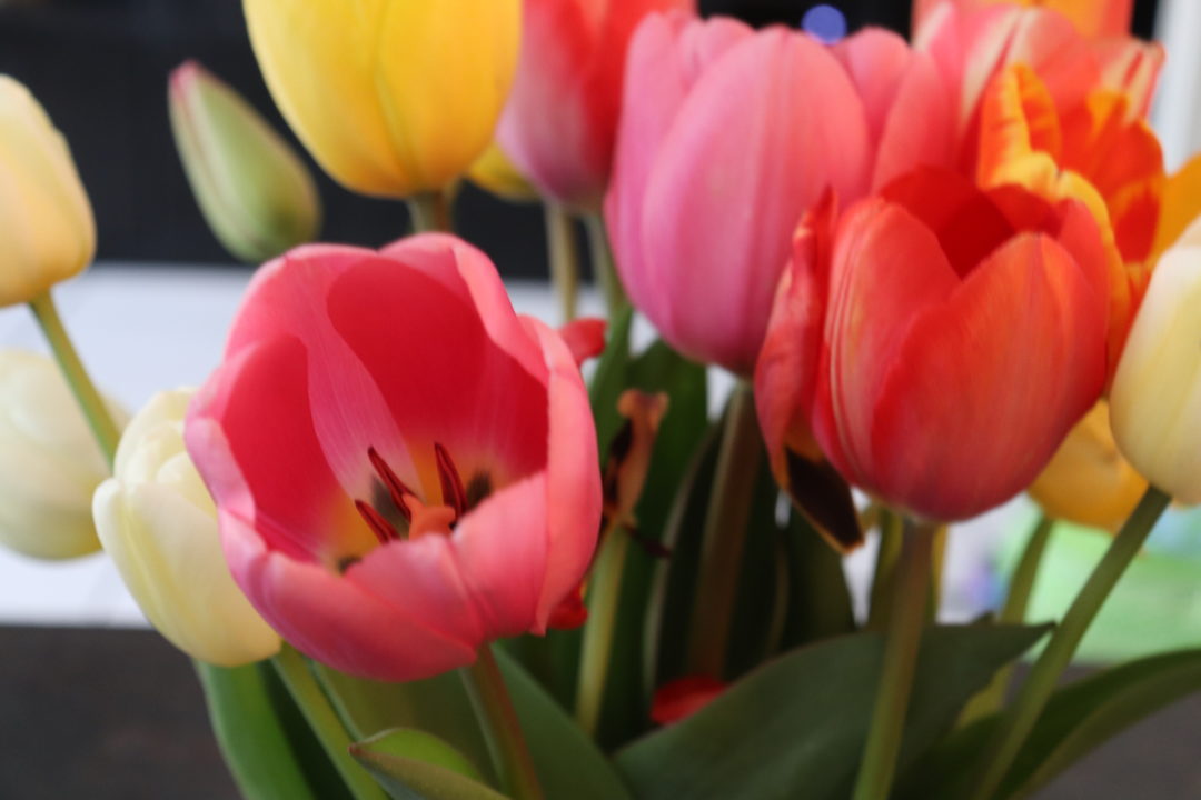 Blumen_Garten-Makeover