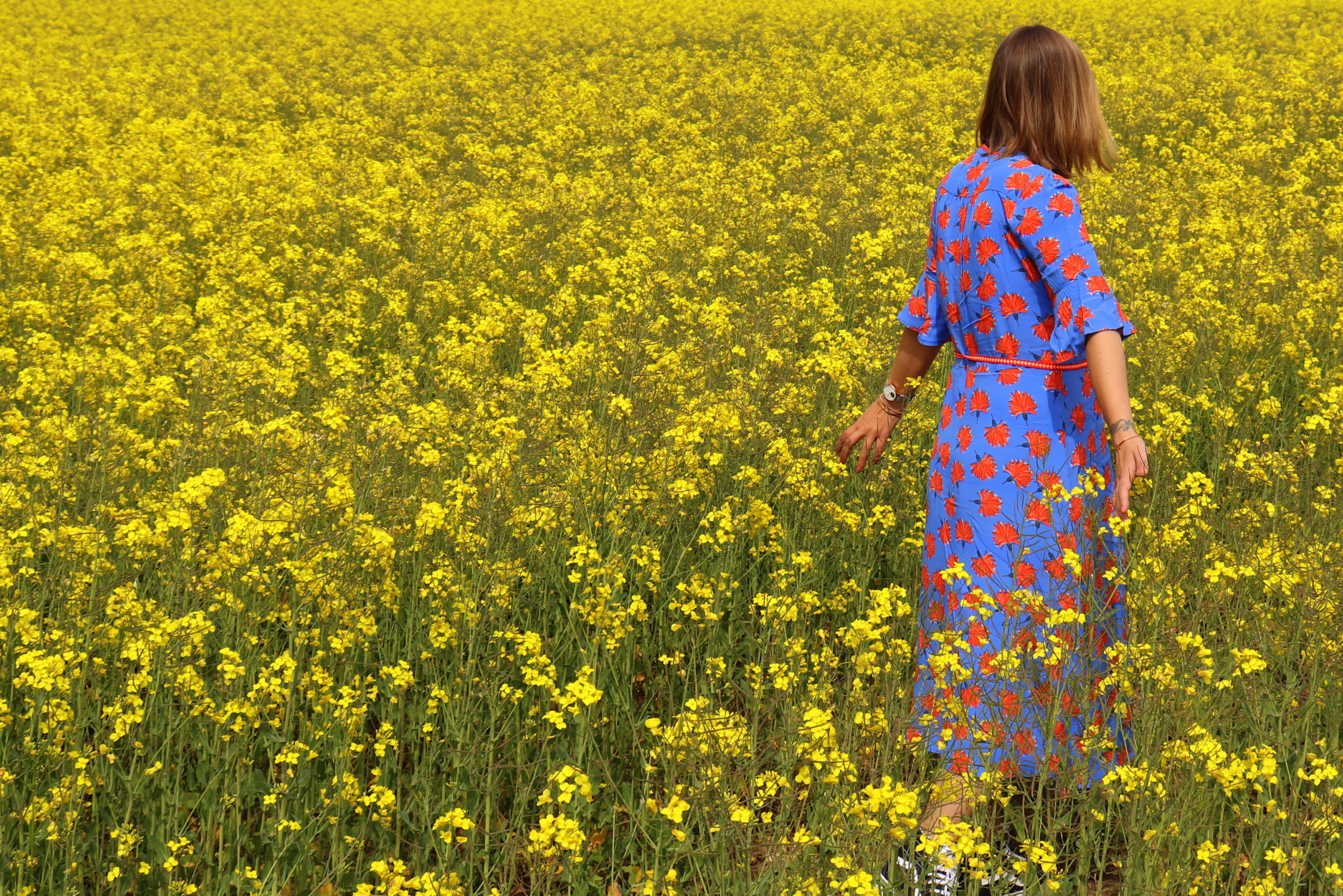 Rapsfeld Frühling Rhein