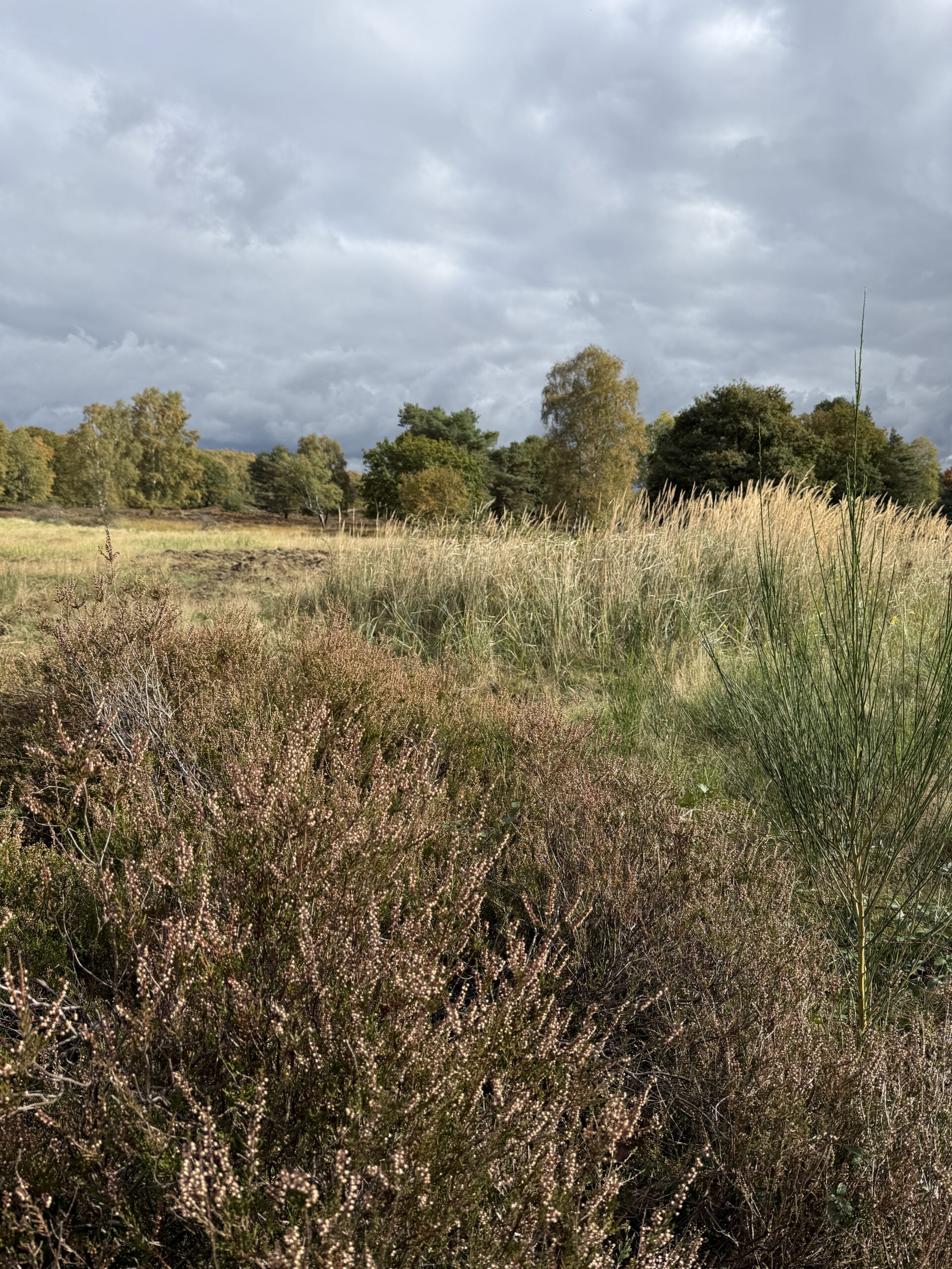 Wahner Heide Herbst
