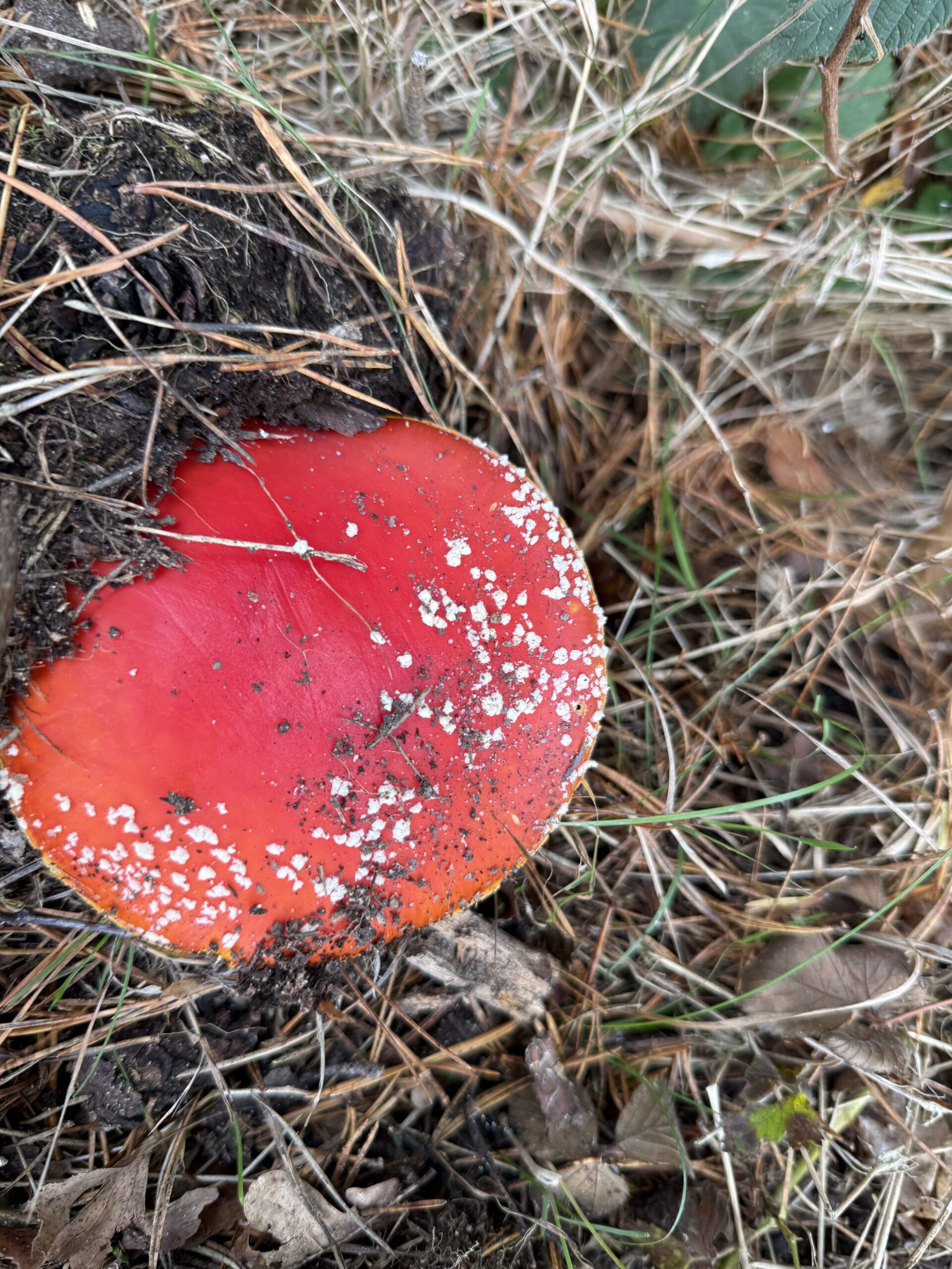 Wahnder Heide HErbst
