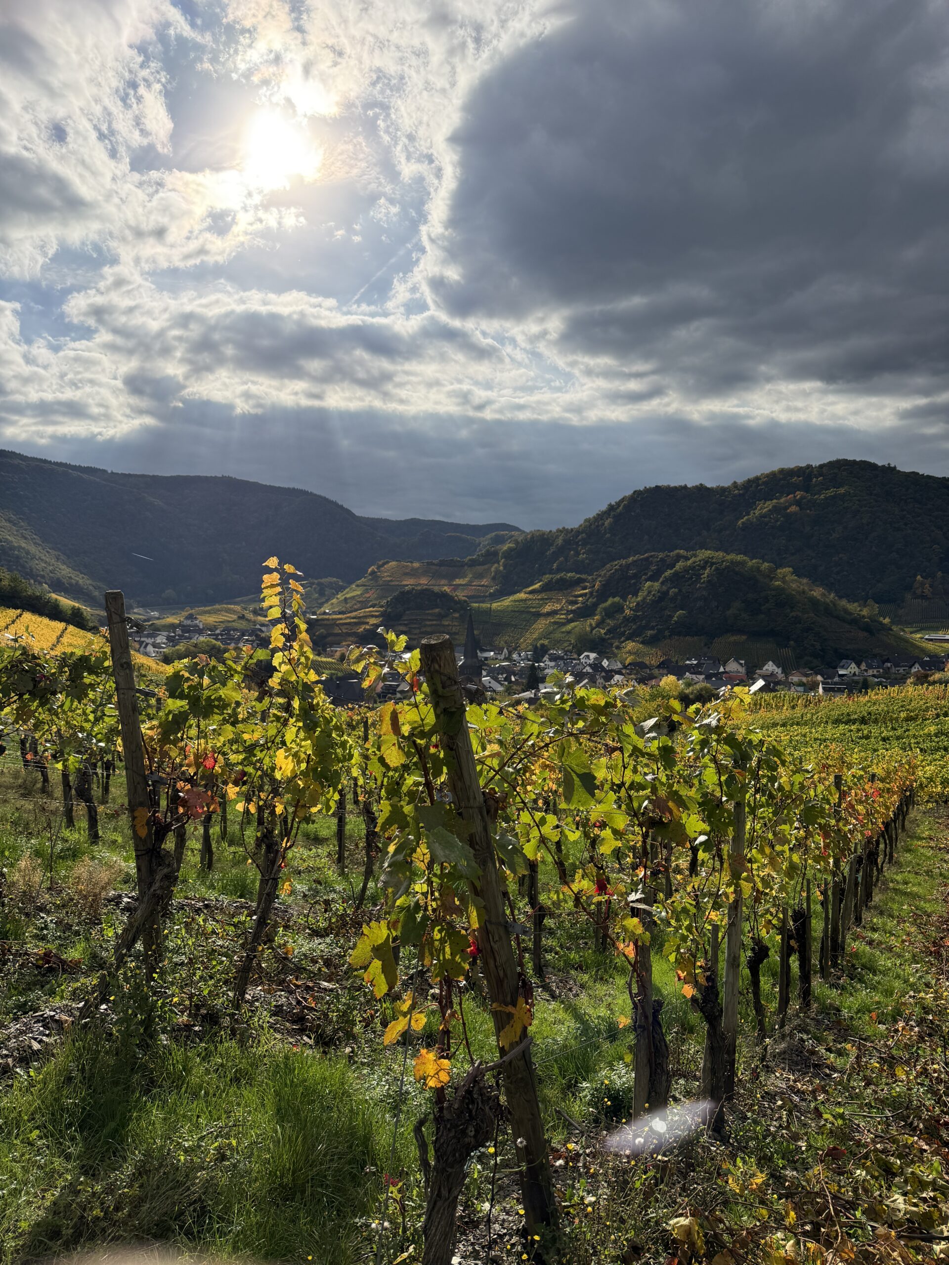 Weinherbst Ahrtal