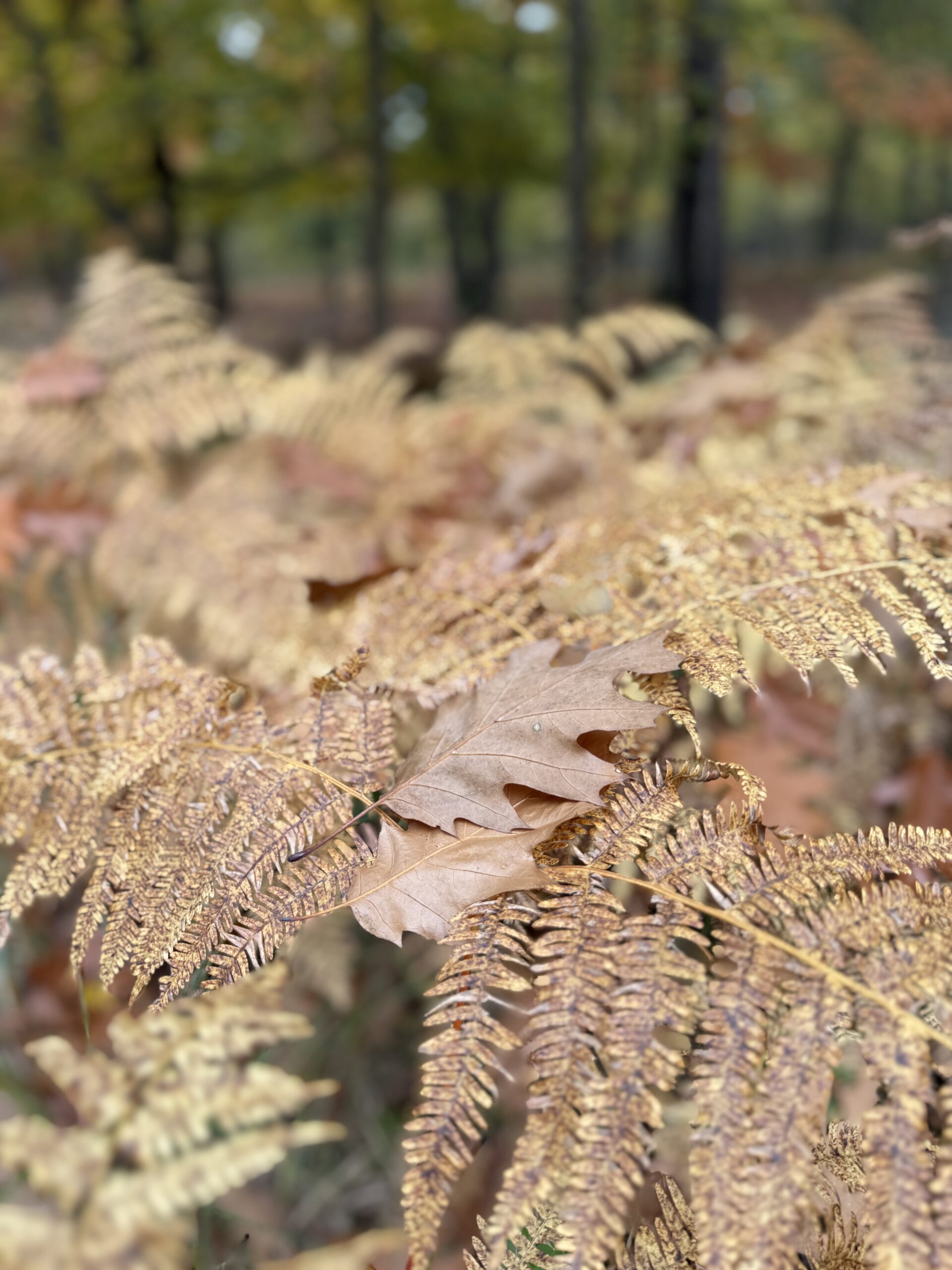Weinherbst Ahrtal
