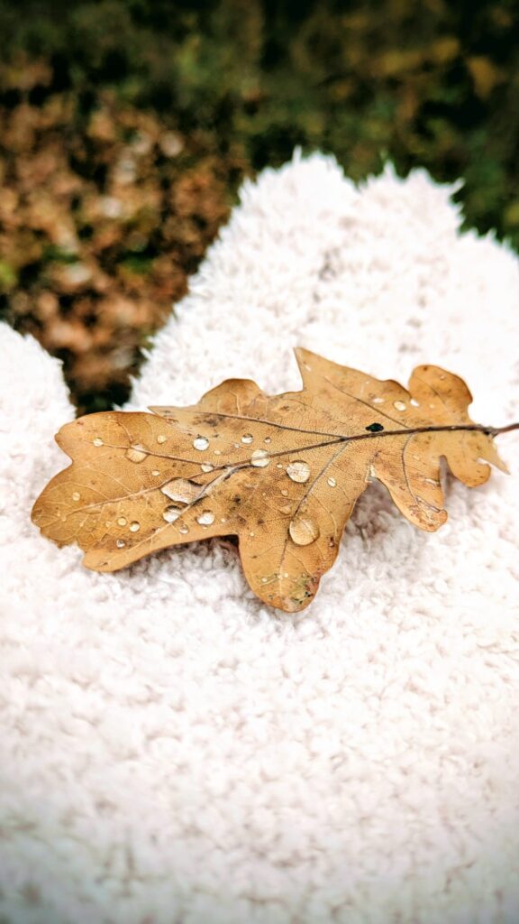 Weinwanderung Bad Münstereifel