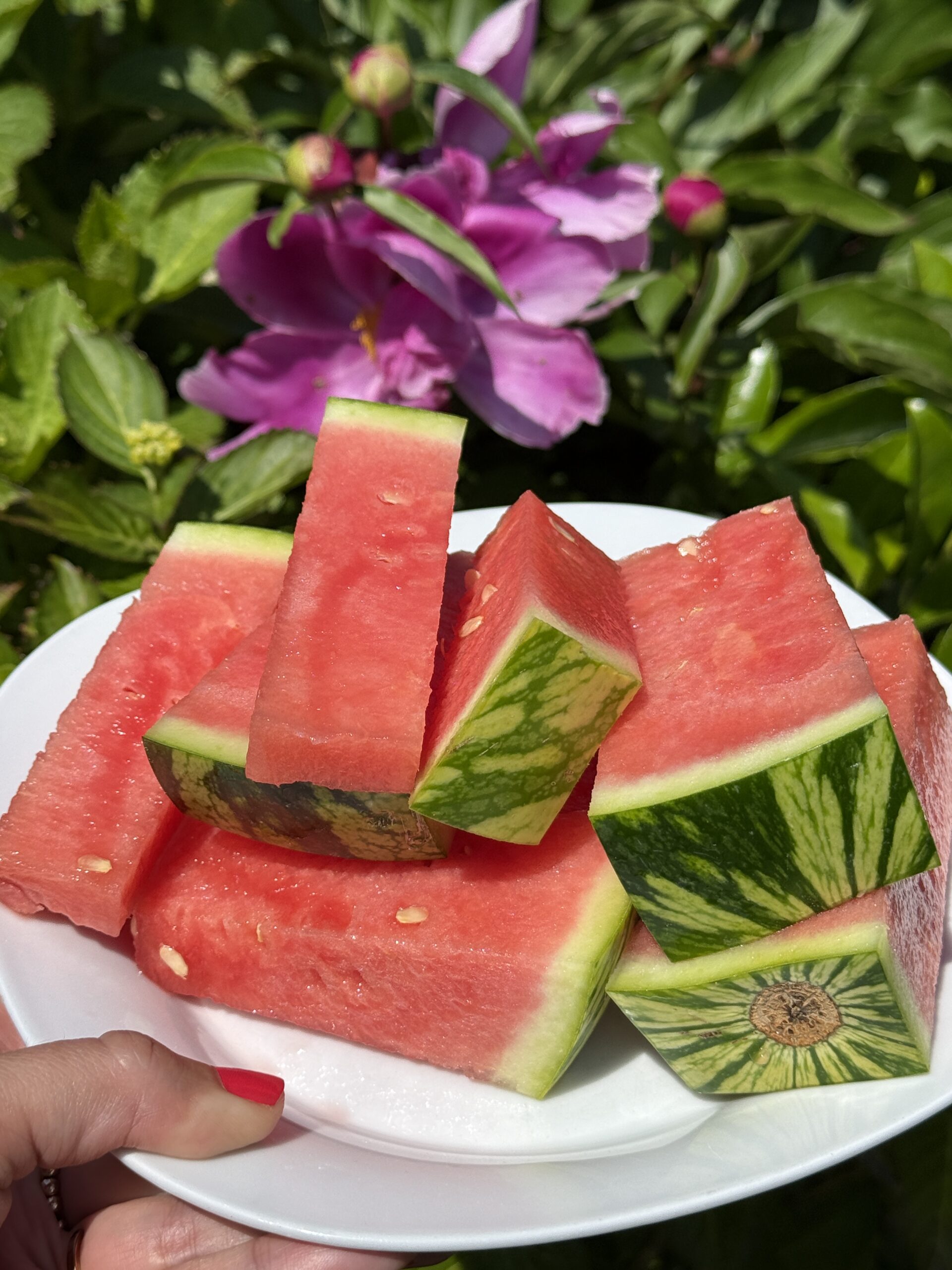 Melonen Sommer
